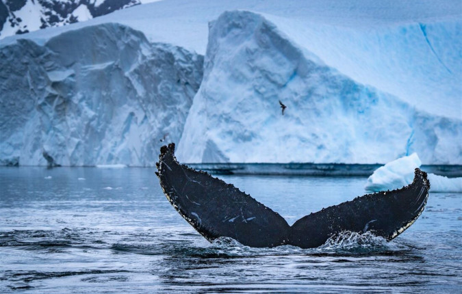 Journey to the Antarctic Circle 