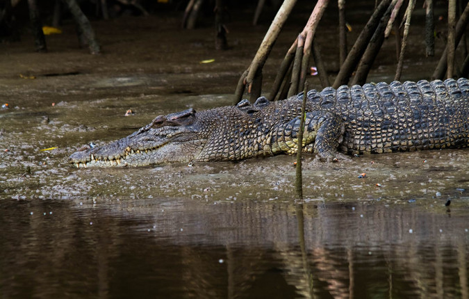 Best of Cairns, Great Barrier Reef & Daintree 