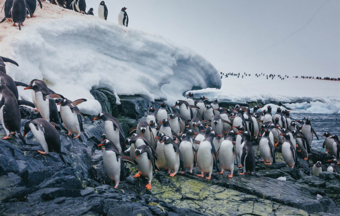 Antarctic Express: Fly South, Cruise North