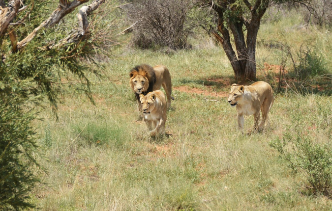 South Africa Family Safari with Teenagers