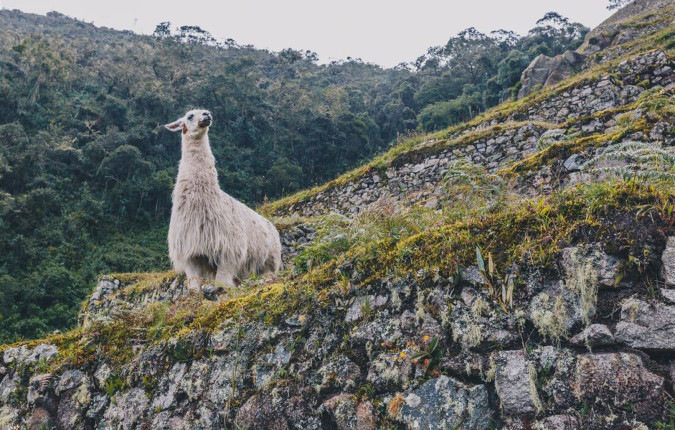 South America Highlights