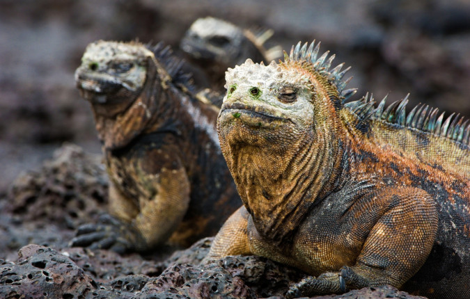 Complete Galapagos (Grand Daphne)