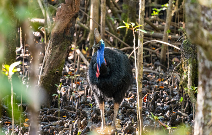 North Queensland Adventure