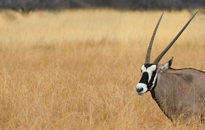 Essential African Safari