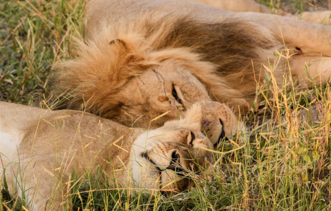 Wildlife & Wilderness of Botswana
