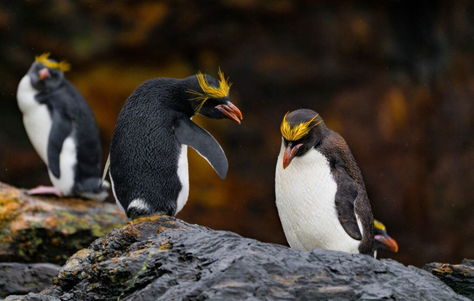 Ultimate Antarctica: Falklands, South Georgia & the Antarctic Circle