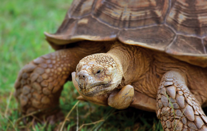 Ecuador Highlands & Galapagos 