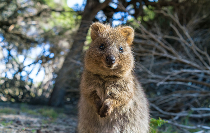 Best of Perth, Margaret River & Rottnest Island