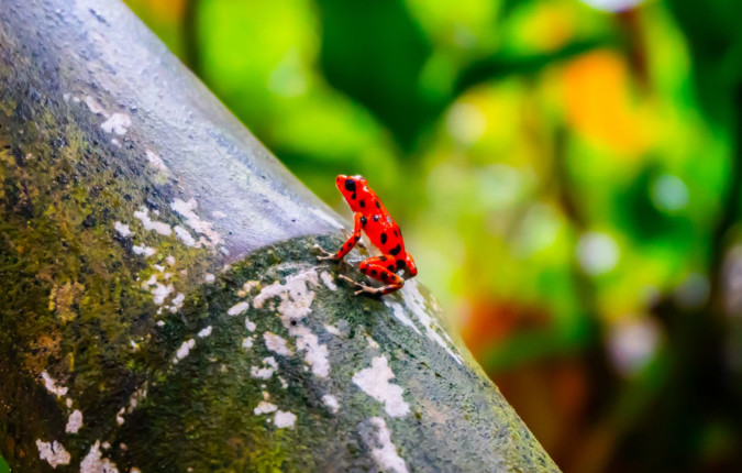 Costa Rica & Panama Discovery