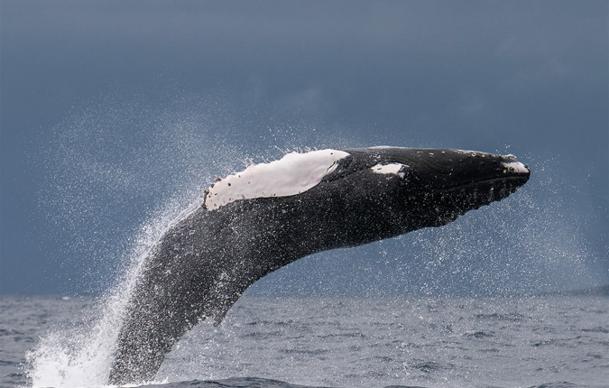 Highlights of the Azores