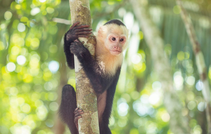 Costa Rica North and South: National Parks, Wildlife & Hot Springs