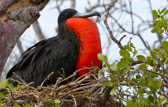 Galapagos — South & East Islands aboard the Yolita