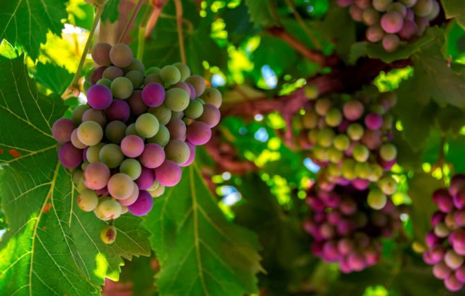 Loire Valley: Walks, Wine & Chateaux