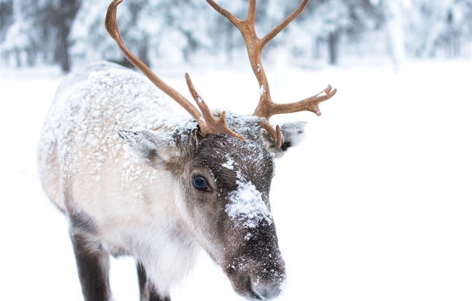Finnish Lapland in Winter