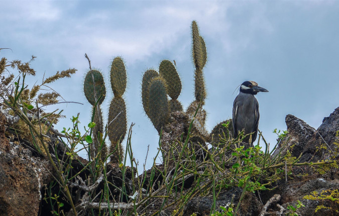 Galapagos — North, West & Central Islands aboard the Yolita
