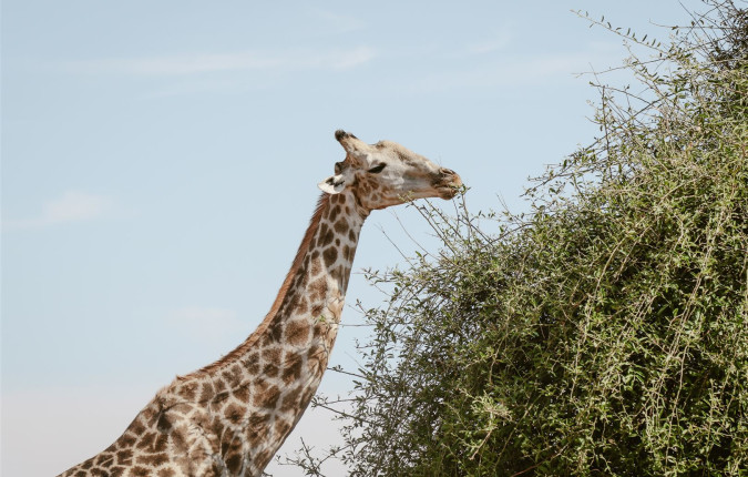 Botswana & Zimbabwe Lodge Safari