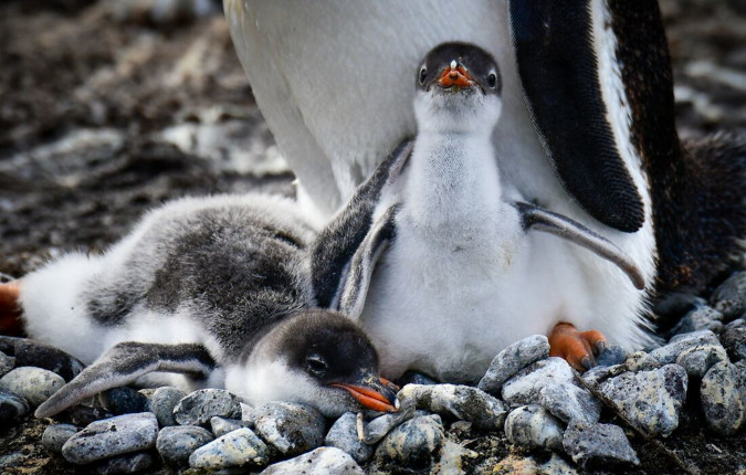 Journey to the Antarctic Circle 