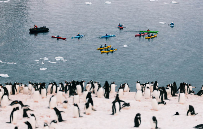 Best of Antarctica: Whale Discovery 