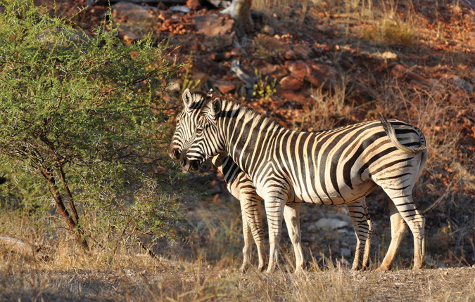 Essential African Safari