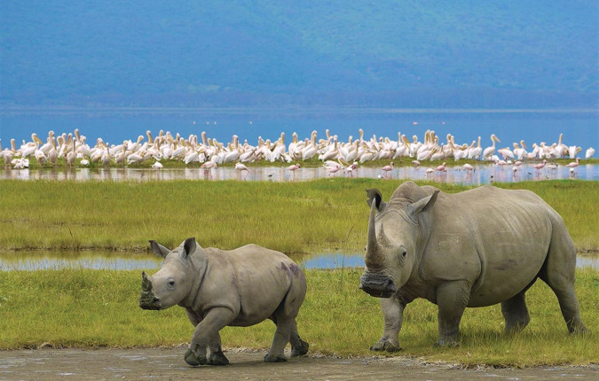 Essential African Safari
