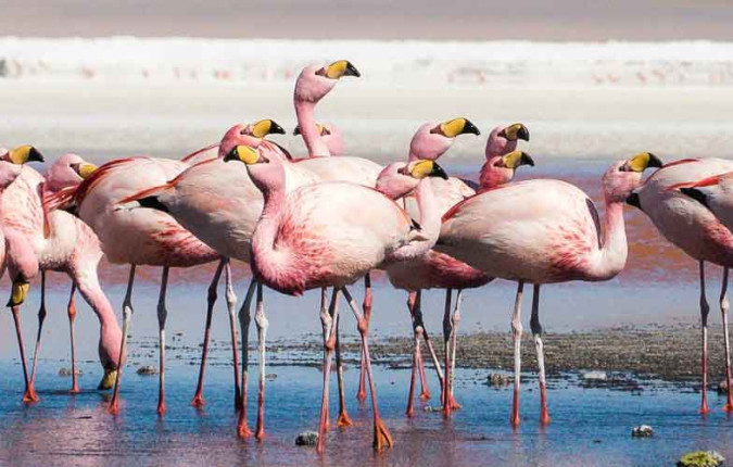 Explore Bolivia to Brazil