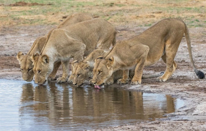 Wildlife & Wilderness of Botswana