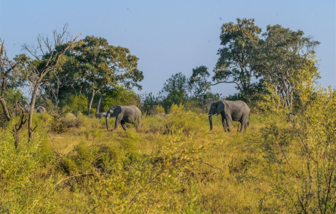 Okavango & Beyond
