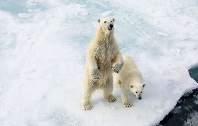 Ultimate Arctic Voyage: From Svalbard to Jan Mayen to Iceland