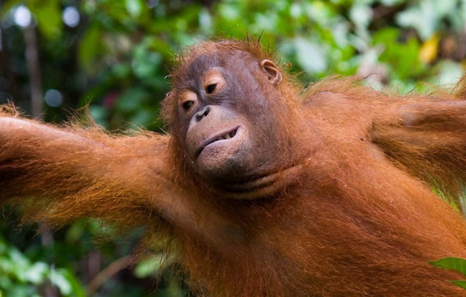 Borneo Family Holiday