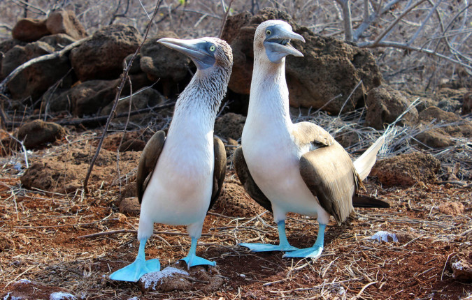 Ultimate Galapagos: Central Islands (Grand Daphne)