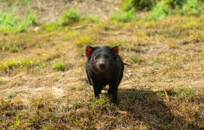 Tasmania Adventure