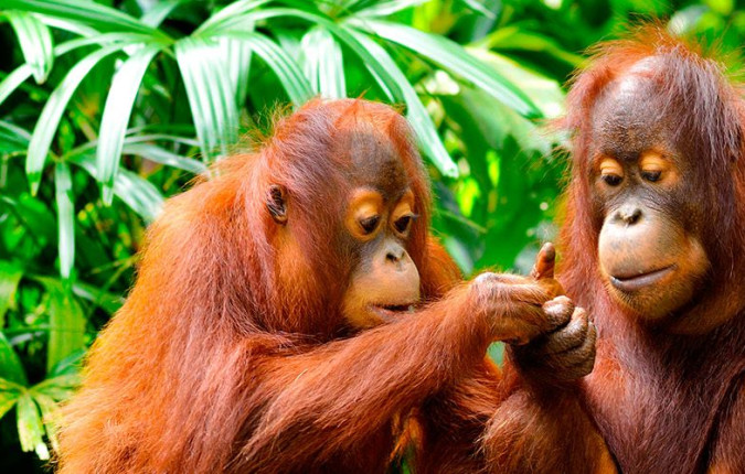 Indonesia Expedition: Orangutans of Kalimantan 