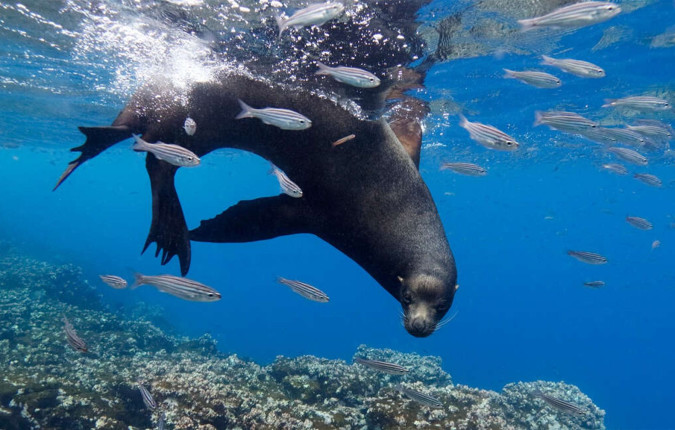 Galapagos - Central & West Islands aboard the Treasure