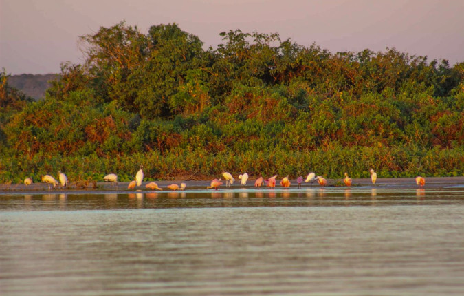 Pantanal - Land of the Jaguar