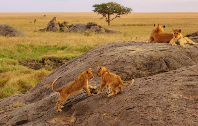 East Africa Overland: Serengeti & Safari Drives