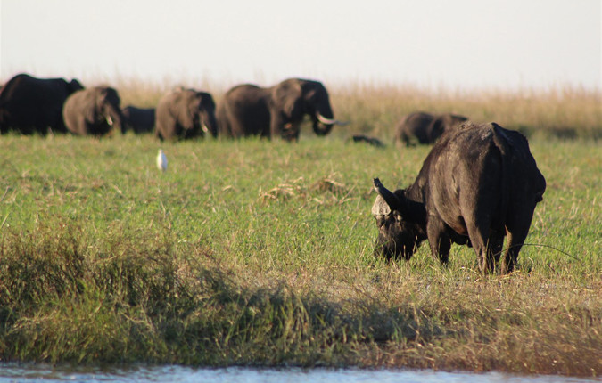 Premium Botswana