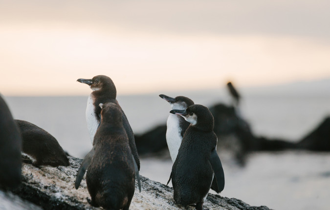 Ultimate Galapagos: Central Islands (Grand Daphne)