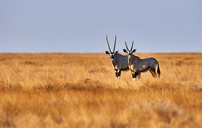 Namibia Discovery