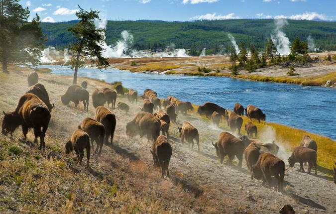 Yellowstone and Grand Tetons Adventure