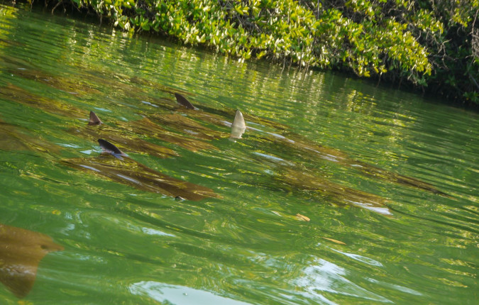 Galapagos Land & Sea — Central & South Islands aboard the Yolita
