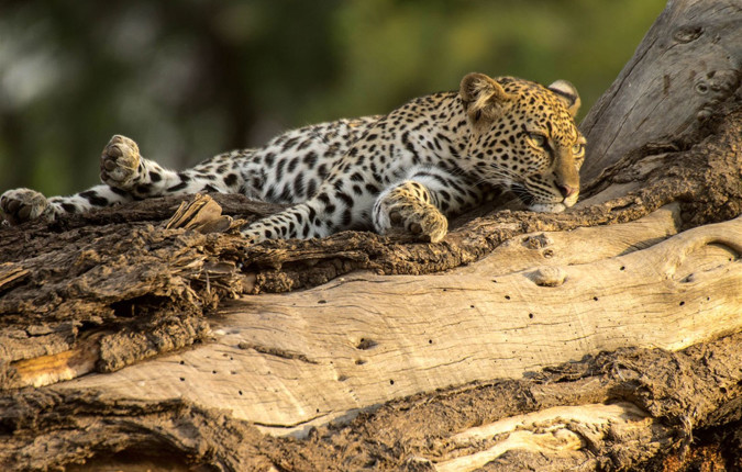 Essential African Safari