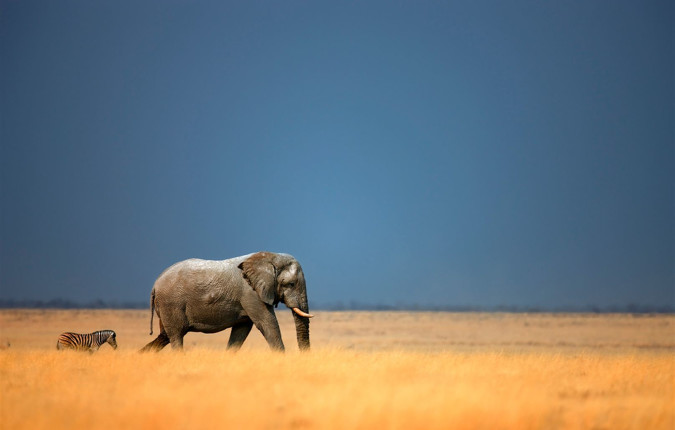 Premium Namibia