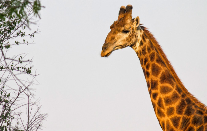 Journeys: Southern Africa Highlights