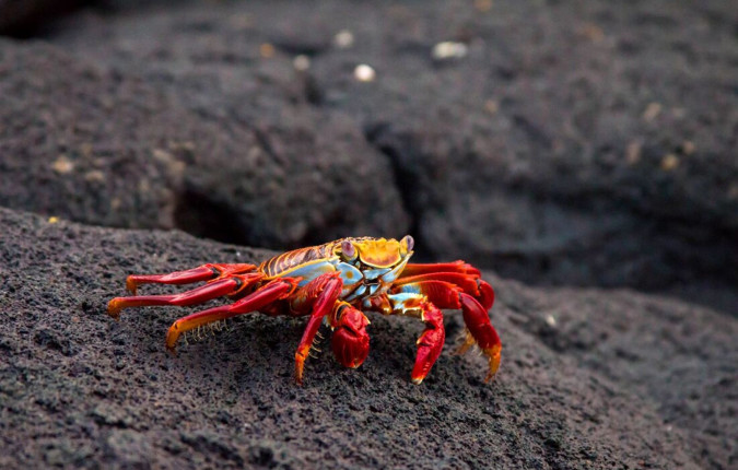 Best of Peru & Galapagos