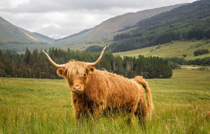 Classic Walks of Scotland