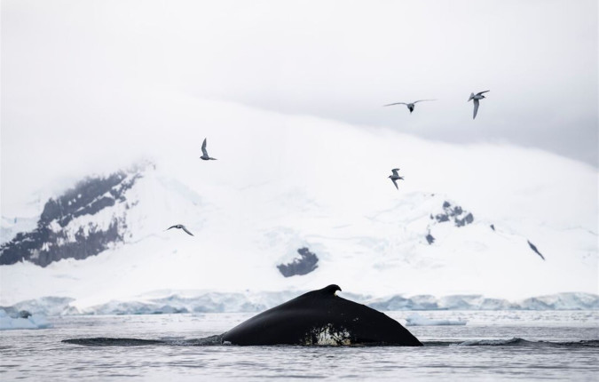 Best of Antarctica: Whale Discovery 