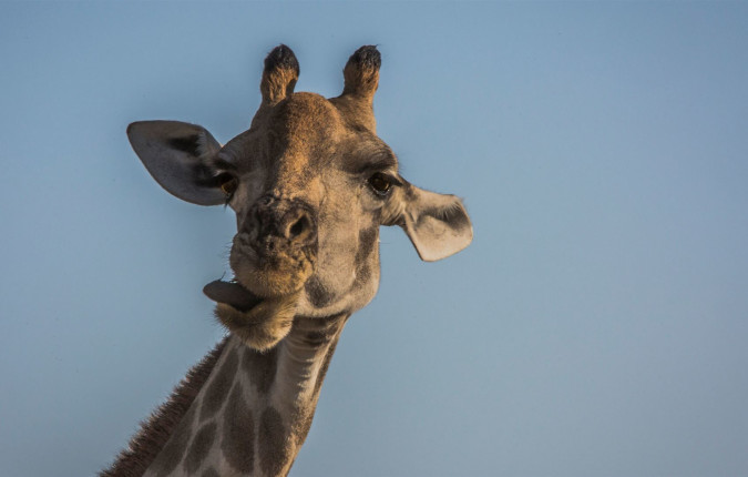 Victoria Falls to South Africa Overland Safari & Participation Camping