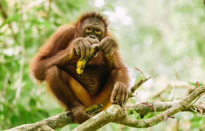 Best of Borneo