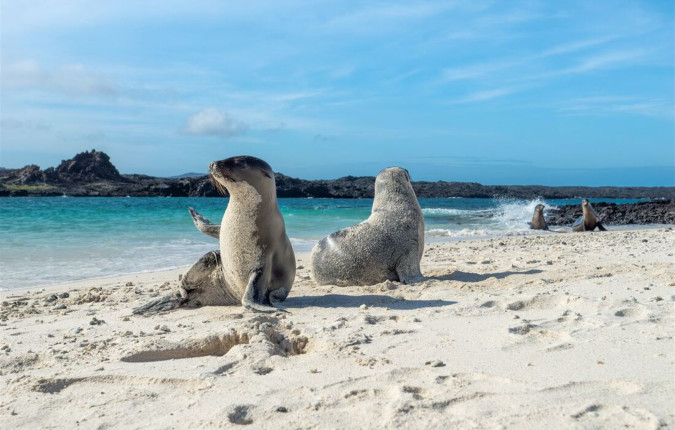 Galapagos Encounter: Southern Islands (Grand Queen Beatriz)