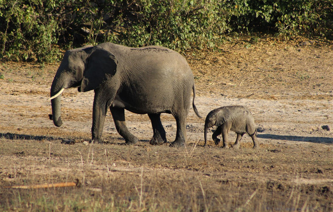 Premium Botswana